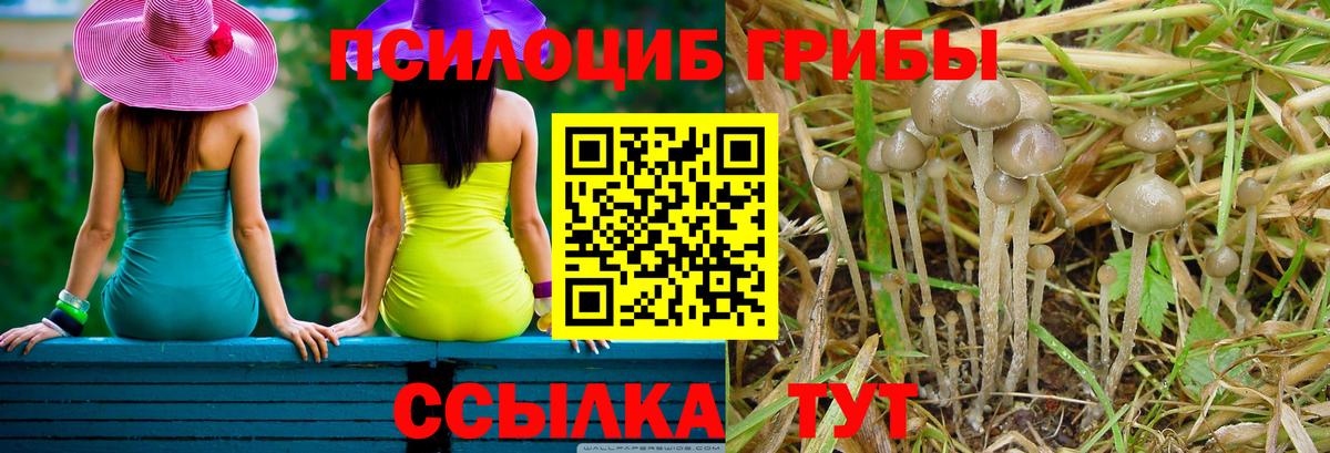 Галлюциногенные грибы Psilocybine cubensis Новоалександровск