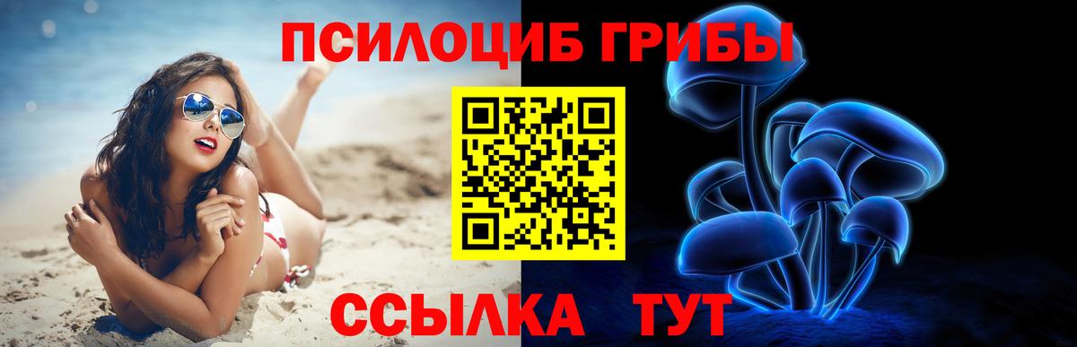 где купить наркотик  Псилоцибиновые грибы мицелий  Вход с VPN  Новоалександровск 